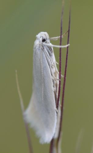Elachista argentella